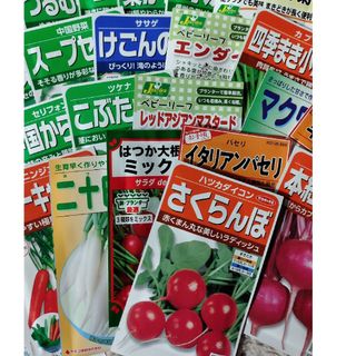 【タネ出品３】選べる野菜の種10種類★オマケ付★(野菜)