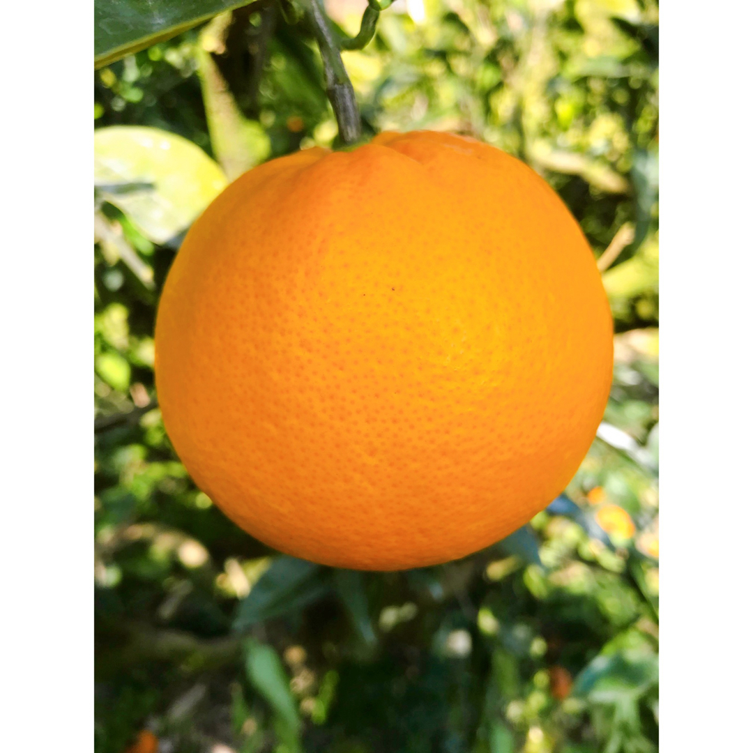 瀬戸田産　ネーブル　オレンジ　5kg 食品/飲料/酒の食品(フルーツ)の商品写真