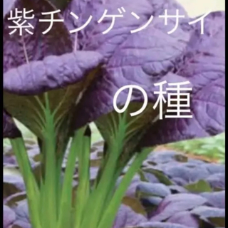 珍しい 紫チンゲンサイ 野菜の種 20粒(野菜)