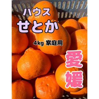 ハウスせとか4キロ（大きさ形規格外）(フルーツ)