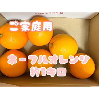 ご家庭用 ネーブルオレンジ 約1キロ(フルーツ)