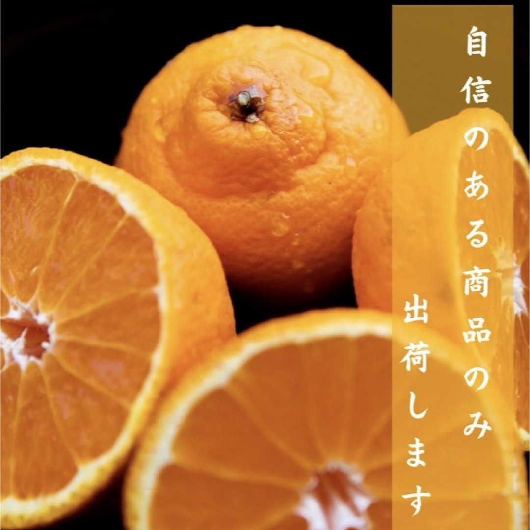 解禁宣言！デコポン発祥の地！熊本　本場の不知火町 『ぶちゃポン』１０Kg みかん 食品/飲料/酒の食品(フルーツ)の商品写真