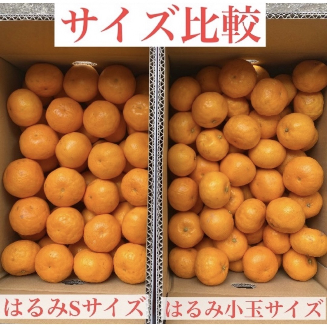 有田産　はるみ5kg(送料込み) 食品/飲料/酒の食品(フルーツ)の商品写真