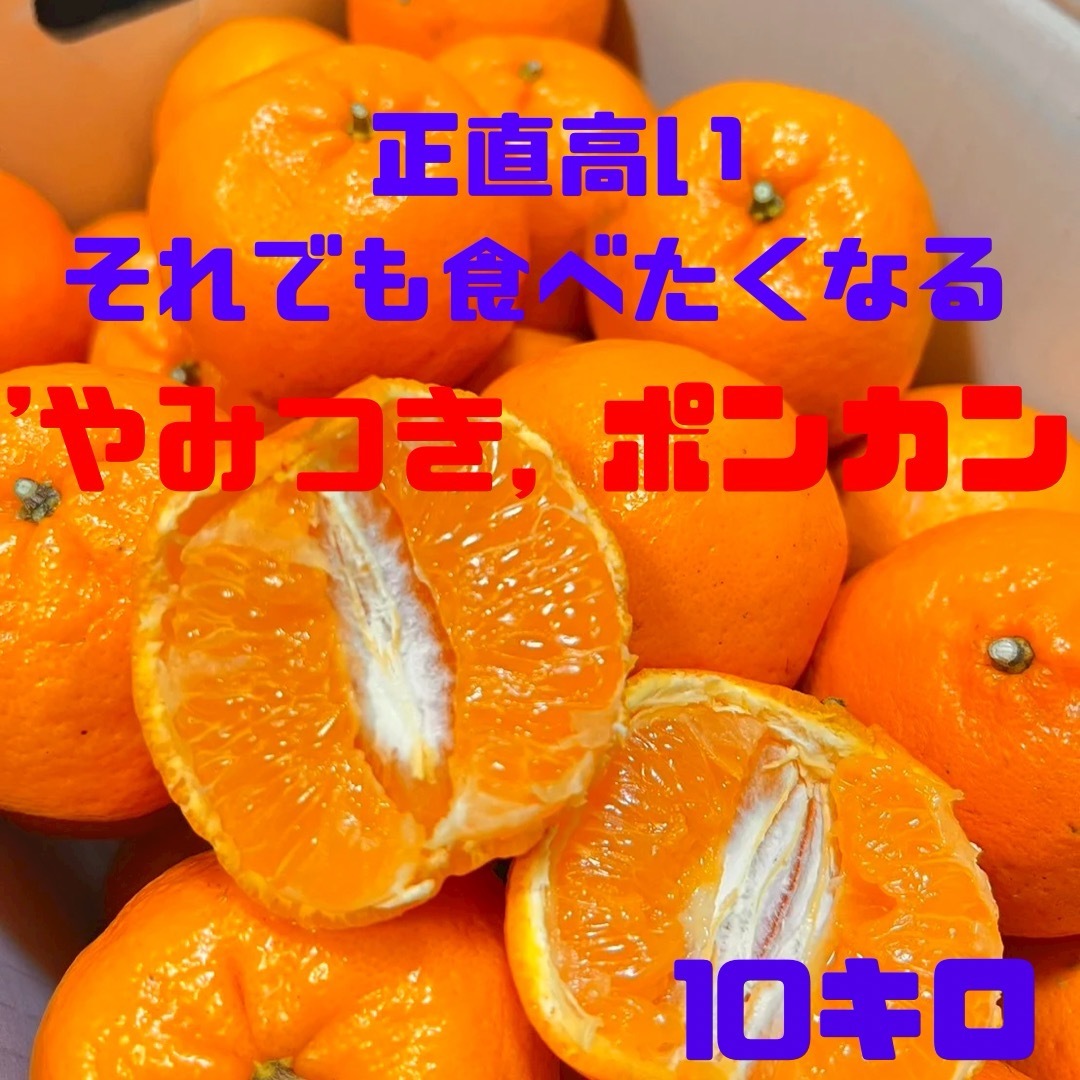 ‼️お味見価格今だけ‼️やみつきポンカン　土佐文旦　74 食品/飲料/酒の食品(フルーツ)の商品写真