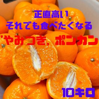 ‼️お味見価格今だけ‼️やみつきポンカン　土佐文旦　74(フルーツ)