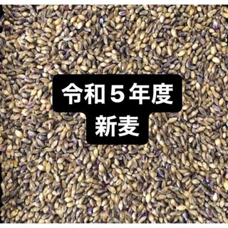 令和５年度産もち麦（ダイシモチ）900g(米/穀物)