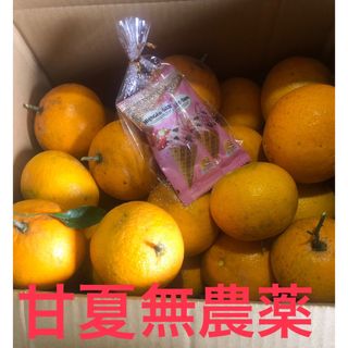 甘夏　完全無農薬　徳島産　箱込み7kg(フルーツ)