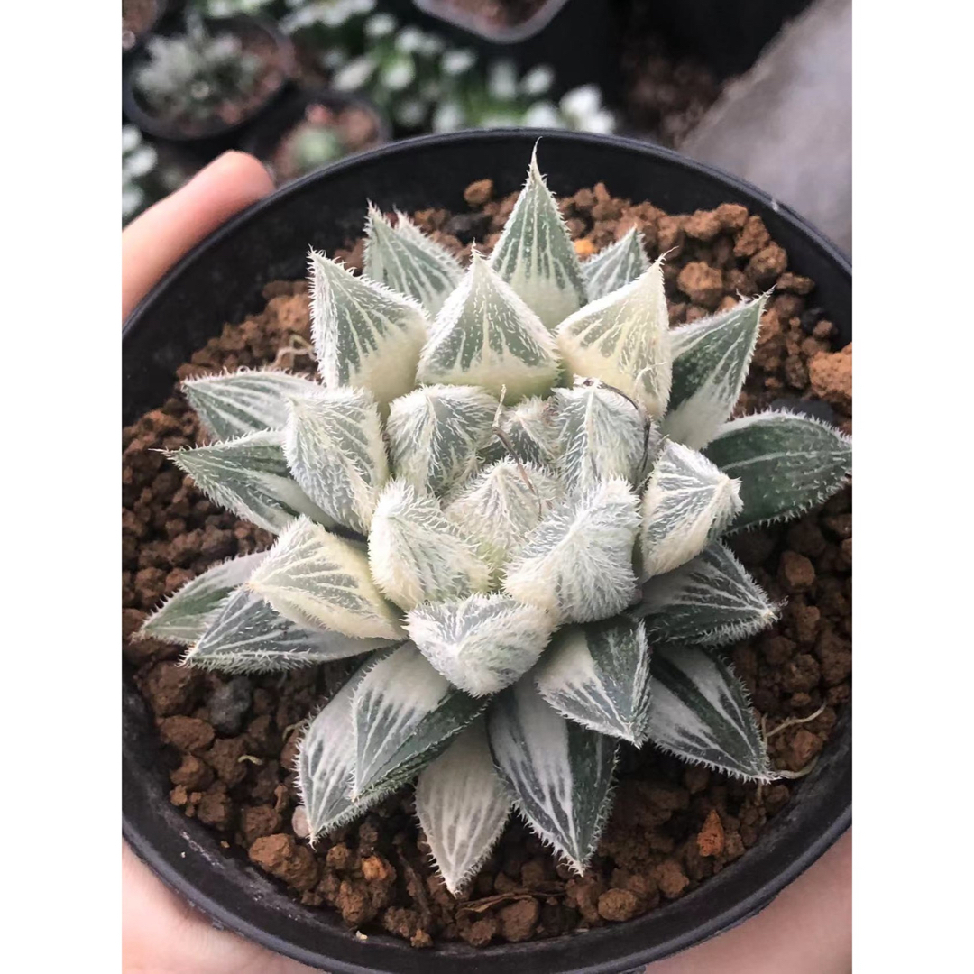 ◇多肉植物 ハオルチア ベヌスタ錦 ◇白化糊斑◇白馬伝 本 ◇多肉植物 ハオルチア ベヌスタ錦 ◇白化糊斑◇白馬伝 本