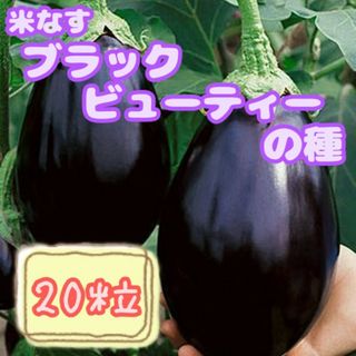 野菜の種【米なす】ブラックビューティー①(野菜)