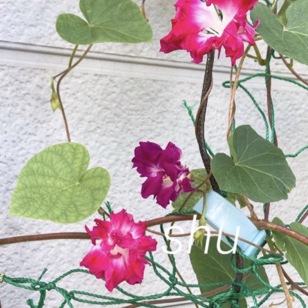種　10粒　チャイニーズレッドホット　美しいフリル変化咲き　レア朝顔 ハンドメイドのフラワー/ガーデン(プランター)の商品写真