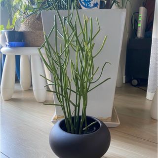 【観葉植物】 ユーフォルビア　ミルクブッシュ❤️金運アップのラッキープランツ(その他)