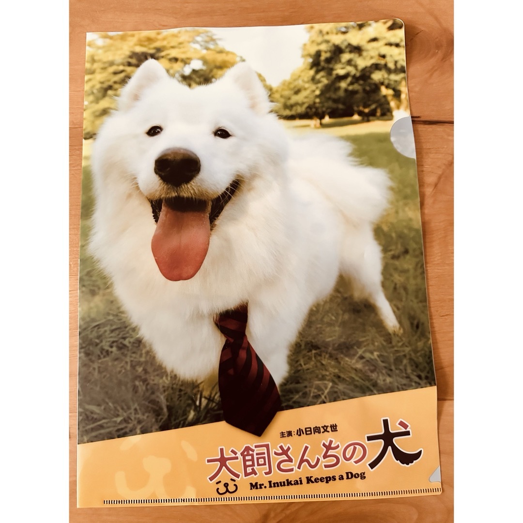 【犬飼さんちの犬】サモエド犬サモンクリアファイル&写真 エンタメ/ホビーの声優グッズ(クリアファイル)の商品写真