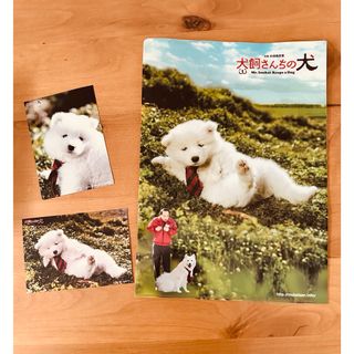 【犬飼さんちの犬】サモエド犬サモンクリアファイル&写真(クリアファイル)