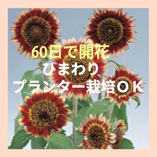 18粒　プランター栽培ＯＫ　開花まで60日✦ひまわりフロリスタン✦花の種(その他)