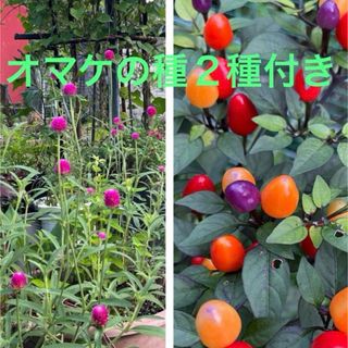 千日紅種、五色とうがらし種(その他)