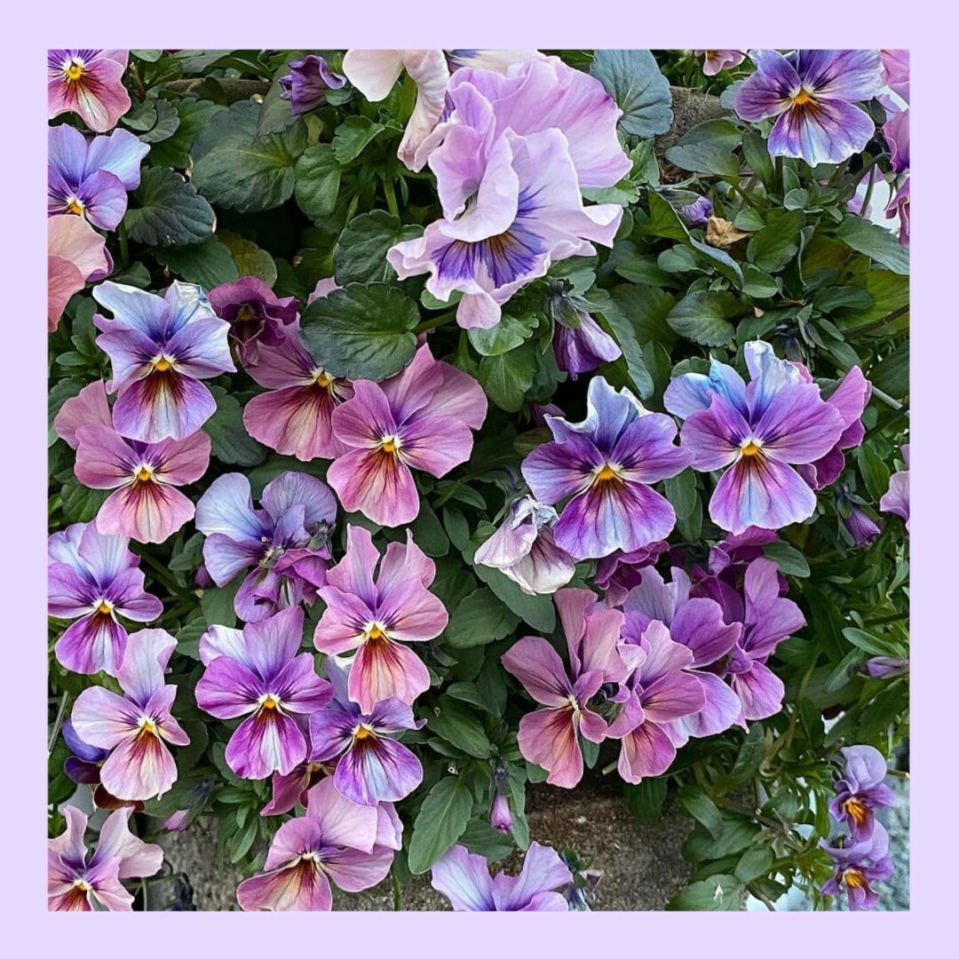 18粒　春蒔きＯＫ！アンティークなくすみカラー✦ビオラしんしん✦花の種 ハンドメイドのフラワー/ガーデン(その他)の商品写真