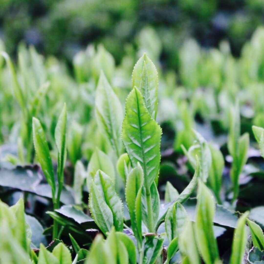 【もて茶って】無農薬　抹茶入粉末煎茶１００g×５袋　煎茶　粉末茶　無添加　希少 食品/飲料/酒の飲料(茶)の商品写真