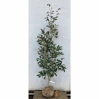 《現品》ツバキ　白芯卜伴（ハクシンボクハン）樹高1.3ｍ（根鉢含まず）05【苗木(その他)