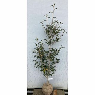 《現品》ツバキ　白芯卜伴（ハクシンボクハン）樹高1.4ｍ（根鉢含まず）07【苗木(その他)