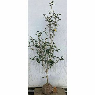 《現品》ツバキ　白芯卜伴（ハクシンボクハン）樹高1.4ｍ（根鉢含まず）08【苗木(その他)