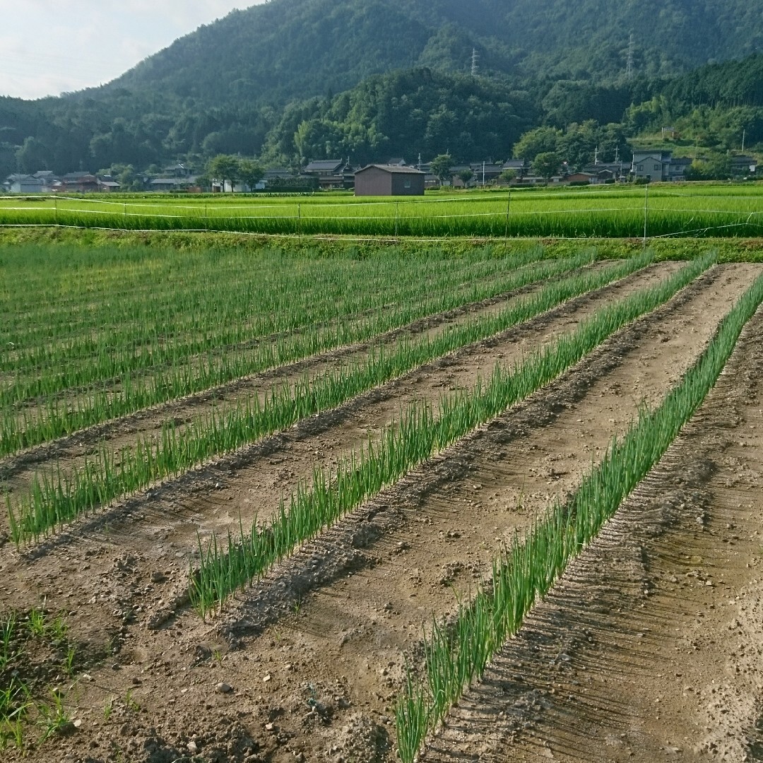 岩津ネギLサイズ2キロ 食品/飲料/酒の食品(野菜)の商品写真