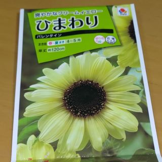 ひまわり　種　バレンタイン　タキイ　爽やかなクリームイエロー　50粒以上　2(その他)