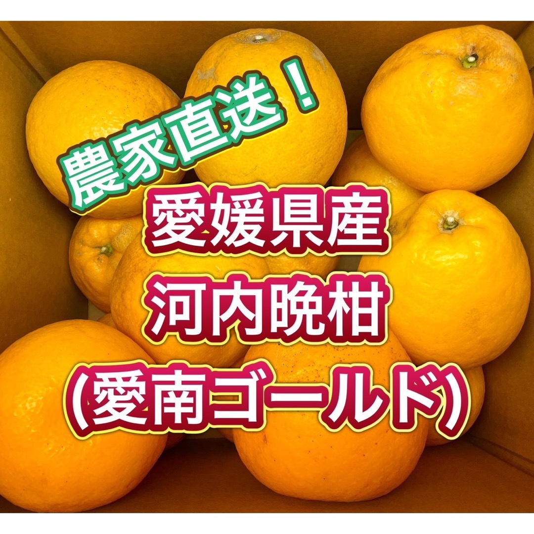 愛媛県愛南町産　愛南ゴールド(河内晩柑)防腐剤不使用 【超訳有】　10kg 食品/飲料/酒の食品(フルーツ)の商品写真