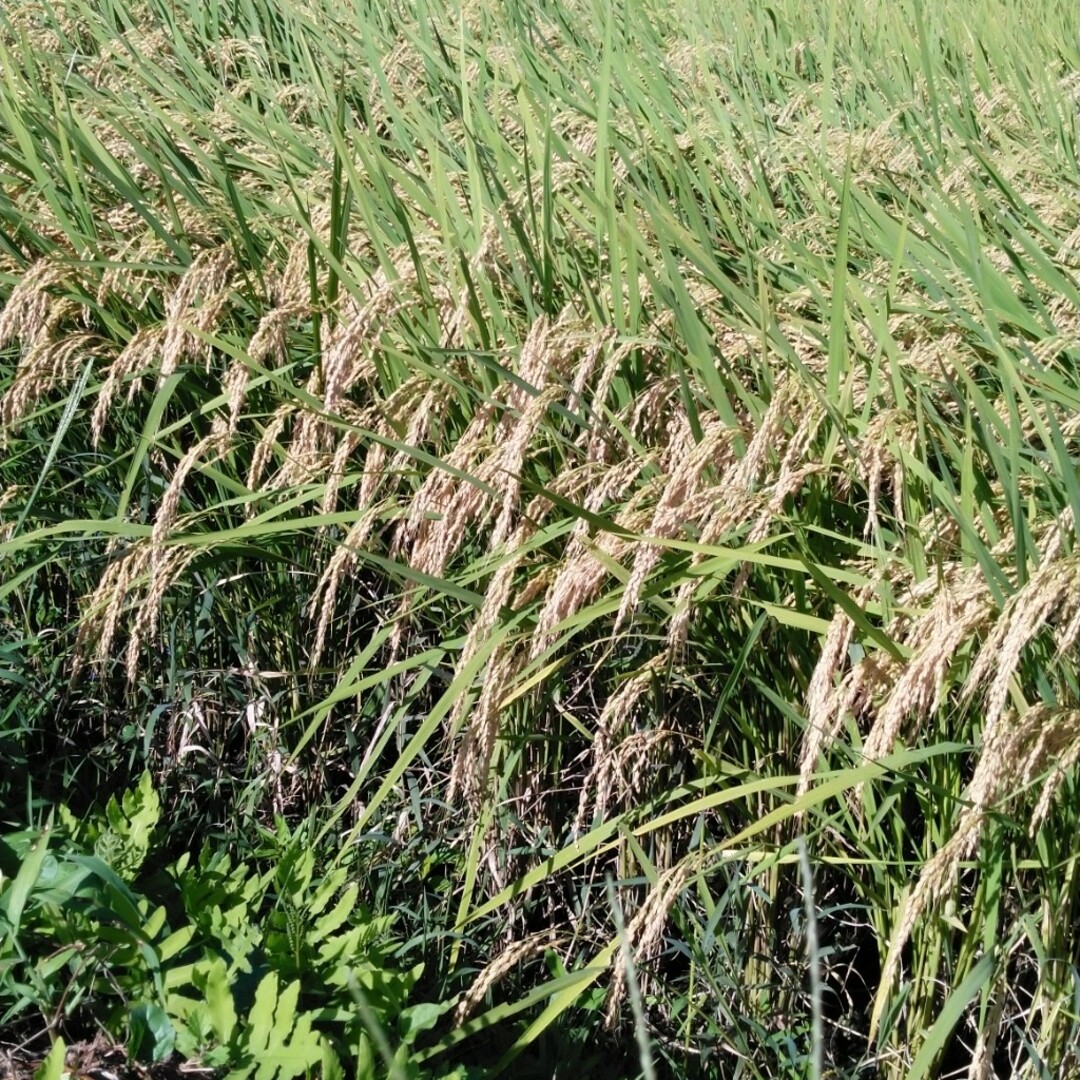 令和5年産栃木県特一等コシヒカリ玄米３０キロ無農薬のお米にします 食品/飲料/酒の食品(米/穀物)の商品写真