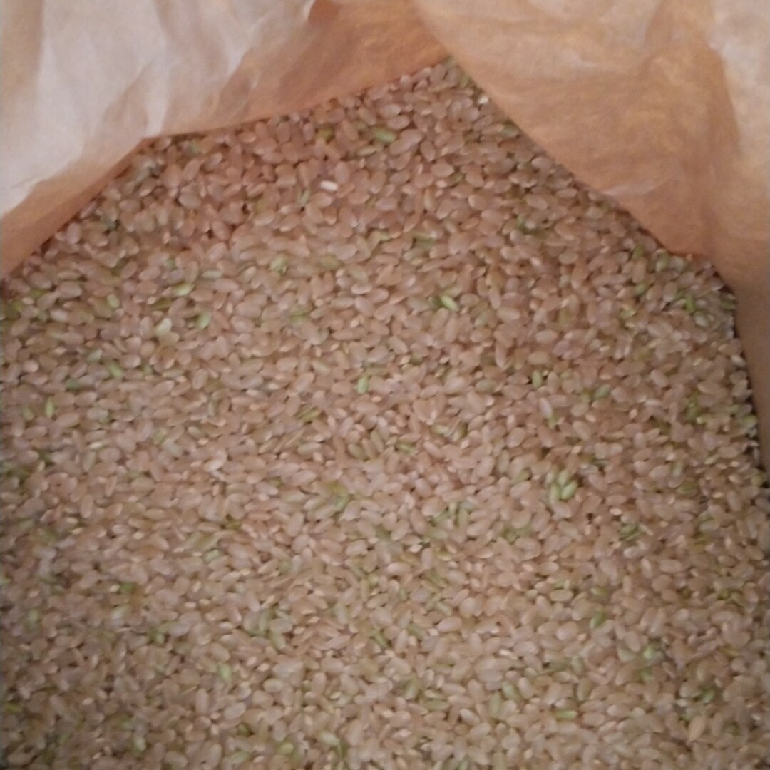 令和5年産栃木県特一等コシヒカリ玄米３０キロ無農薬のお米にします 食品/飲料/酒の食品(米/穀物)の商品写真