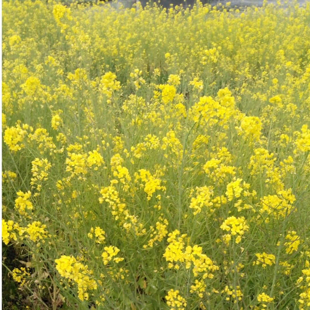 令和5年産栃木県特一等コシヒカリ玄米３０キロ無農薬のお米にします 食品/飲料/酒の食品(米/穀物)の商品写真