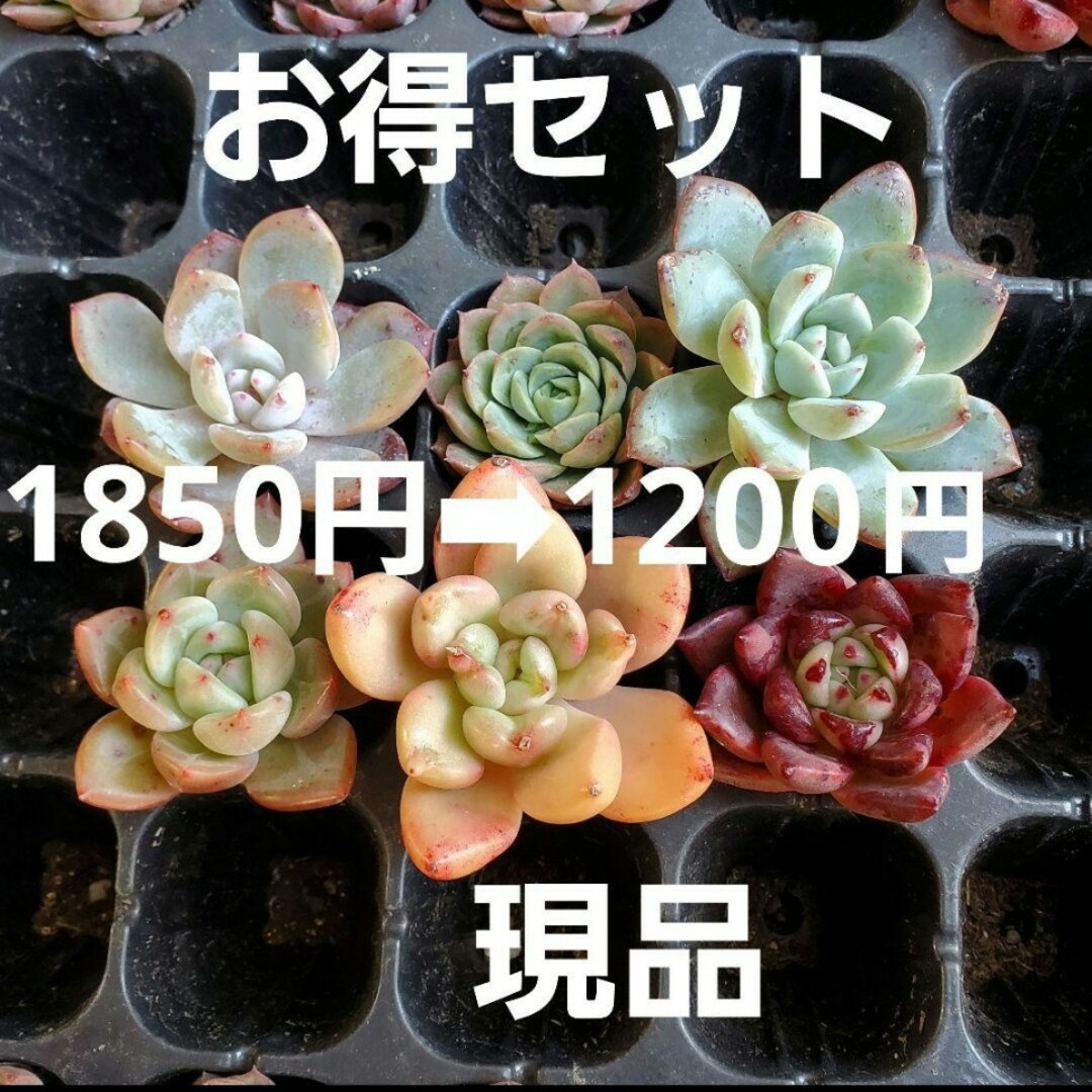 お得セット♡多肉植物 6種セット カット苗 根付き ピンクハニー 愛楽 ハンドメイドのフラワー/ガーデン(その他)の商品写真