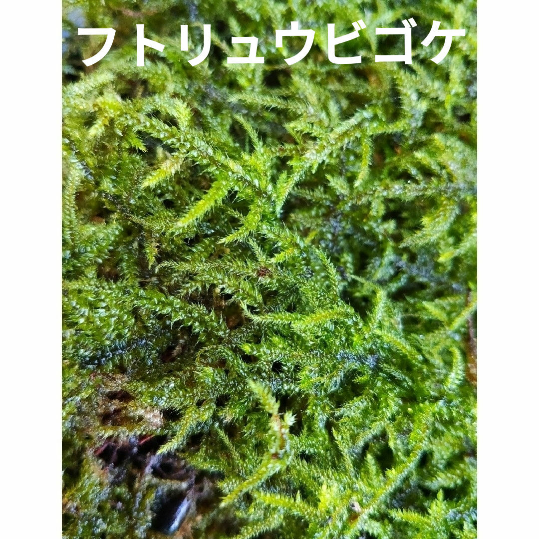 苔テラリウム　９種類　苔　盆栽　カエル　パルダリウム　ビバリウム　アクアリウム ハンドメイドのフラワー/ガーデン(その他)の商品写真