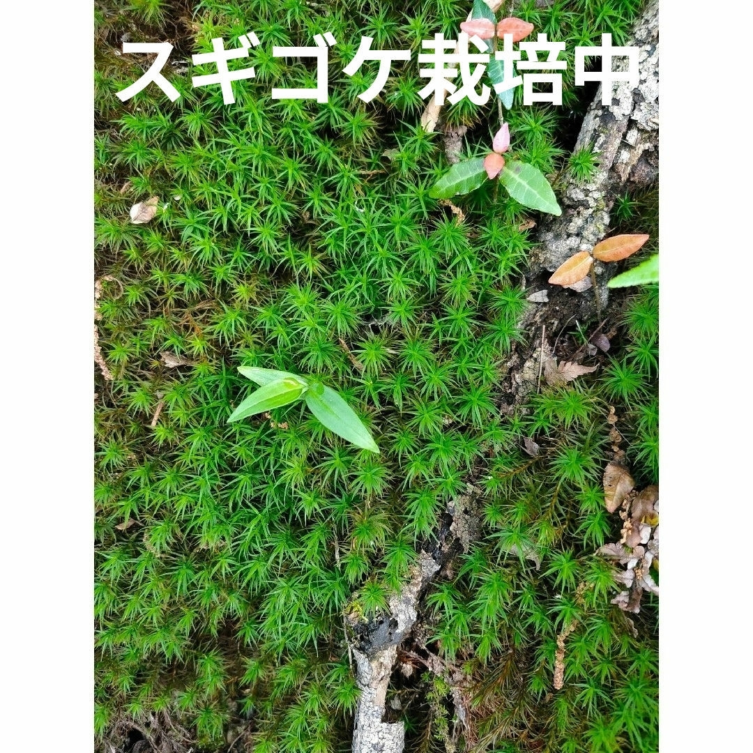 苔テラリウム　９種類　苔　盆栽　カエル　パルダリウム　ビバリウム　アクアリウム ハンドメイドのフラワー/ガーデン(その他)の商品写真