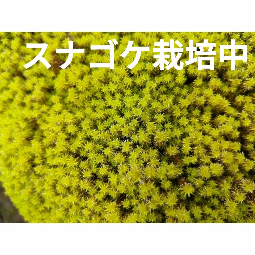 苔テラリウム　９種類　苔　盆栽　カエル　パルダリウム　ビバリウム　アクアリウム ハンドメイドのフラワー/ガーデン(その他)の商品写真