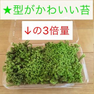 【3倍量】初心者向け 陸上 苔 ★ コケ テラリウム 苔玉 モス 春 冬(プランター)