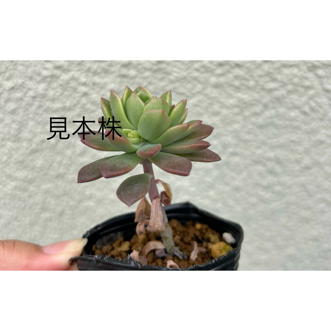 多肉植物 ハンドメイドのフラワー/ガーデン(その他)の商品写真