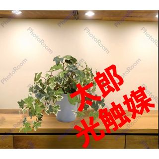 光触媒　人工観葉植物　ウォールグリーン　フェイクグリーン　イングリッシュアイビー(置物)