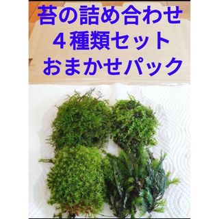 苔テラリウム　４種類　苔　イモリウム　パルダリウム　ビバリウム　アクアリウム(その他)