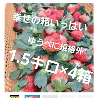 本日限定価格!!和歌山県早生温州みかん「樹熟大坊みかん」秀品10Kg 甘い 蜜柑