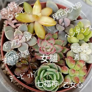 多肉植物カット苗2(その他)