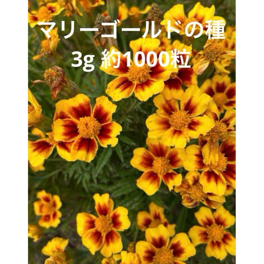 マリーゴールドの種　3g (約1000粒) ハンドメイドのフラワー/ガーデン(その他)の商品写真