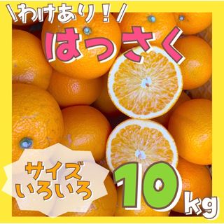 わけあり！和歌山 八朔 サイズ混合 10kg はっさく 有田みかん(フルーツ)