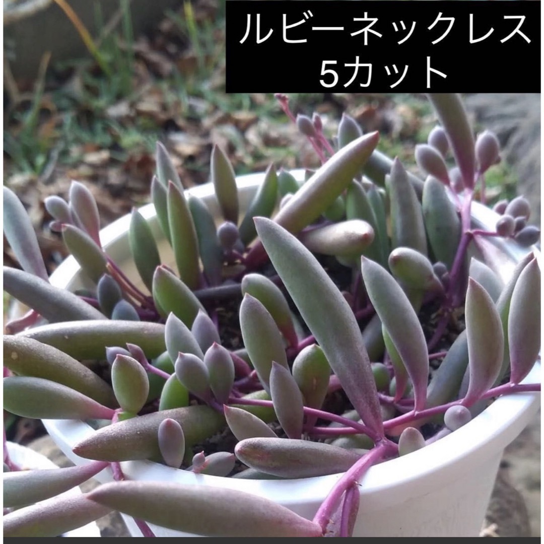 ルビーネックレス　多肉植物　5カット　紫月 ハンドメイドのフラワー/ガーデン(プランター)の商品写真