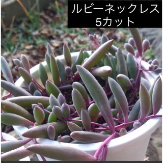 ルビーネックレス　多肉植物　5カット　紫月(プランター)