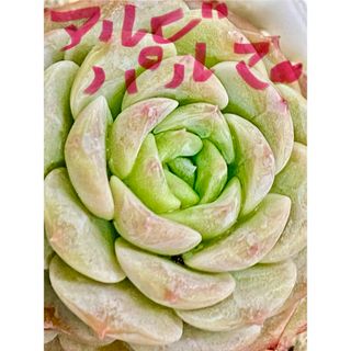 【抜き苗】バニラシフォン 多肉植物 センペルビウム 紅葉 プレステラ プラ鉢ちぃ_苗