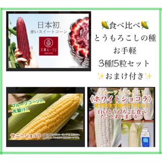 食べ比べ✨とうもろこしの種　お手軽3種15粒セット✨おまけ付き(その他)