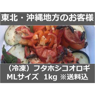 【東北・沖縄地方のお客様】冷凍コオロギ 1kg M・Lサイズ（フタホシコオロギ）(爬虫類/両生類用品)