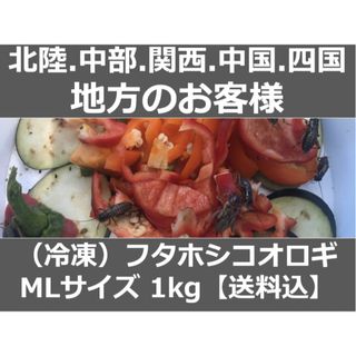 北陸中部関西中国四国地方の方　冷凍コオロギ1kg M・Lサイズ　フタホシコオロギ(爬虫類/両生類用品)