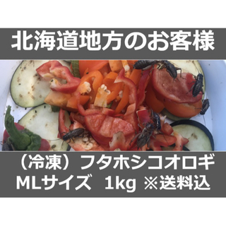 【北海道地方のお客様】冷凍コオロギ 1kg M・Lサイズ（フタホシコオロギ）(爬虫類/両生類用品)