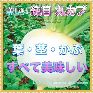 ⑳粒【小かぶ】純白丸型カブ 【野放し・手間いらず】種(野菜)